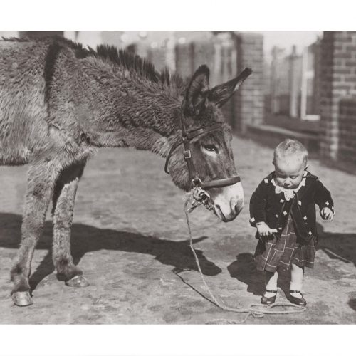 Photo d'époque tendre enfance n°18 - bébé avec un âne