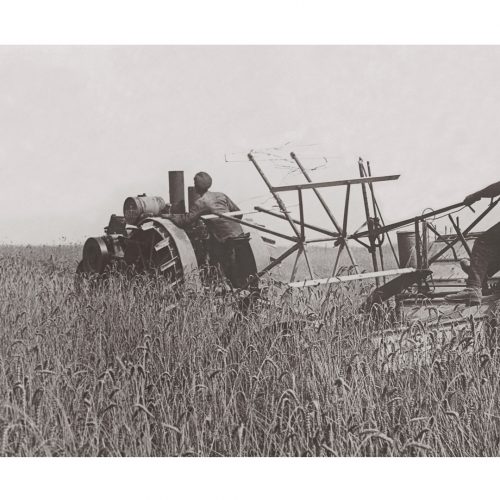 Photo d'époque campagne n°08 - les soldats récoltent en France