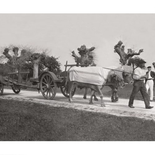 Photo d'époque campagne n°10 - travail des champs - traction bovine