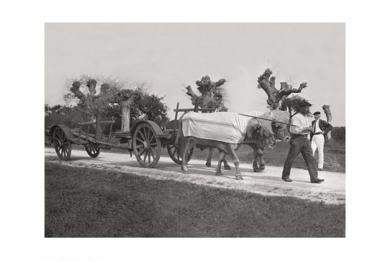 Photo d'époque campagne n°10 - travail des champs - traction bovine