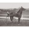 Photo d'époque Equitation n°34 - trotteur - Southend-on-Sea - 1901 - photographe Victor Forbin