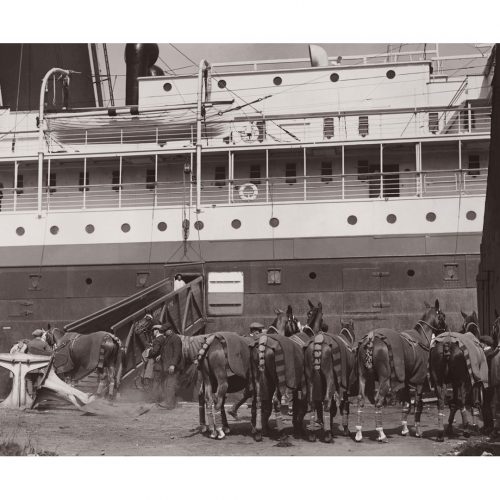 Photo d'époque Equitation n°37 - chevaux de polo anglais