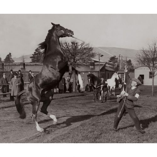 Photo d'époque Equitation n°38 - étalon - photographe Victor Forbin