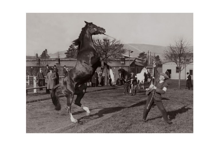 Photo d'époque Equitation n°38 - étalon - photographe Victor Forbin