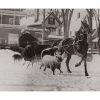 Photo d'époque Equitation n°45 - amitié mouton et cheval - Whitefield, Etats-Unis