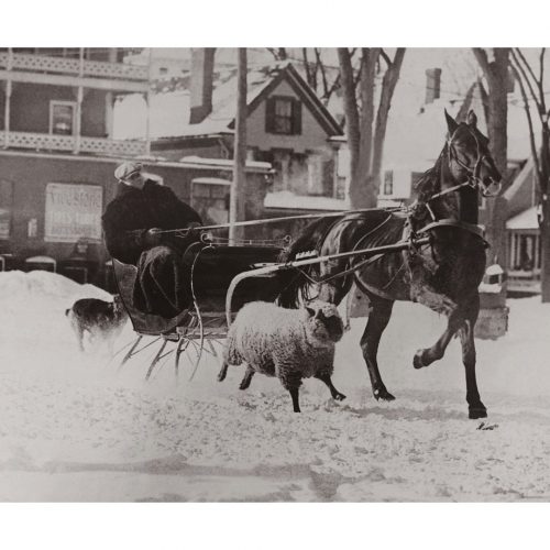 Photo d'époque Equitation n°45 - amitié mouton et cheval - Whitefield, Etats-Unis