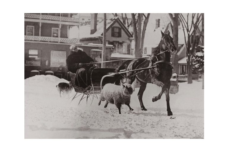 Photo d'époque Equitation n°45 - amitié mouton et cheval - Whitefield, Etats-Unis
