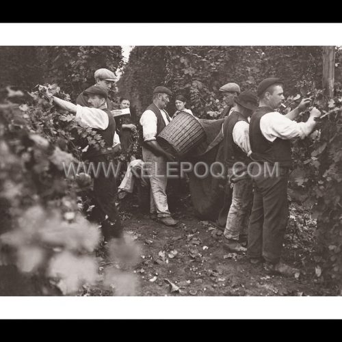 Photo d'époque commerce n°18 - vendange - photographe Victor Forbin