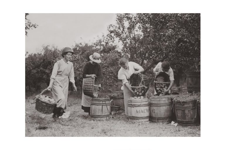 Photo d'époque métiers n°21 - récolte pommes - Cambridgshire - photographe Victor Forbin