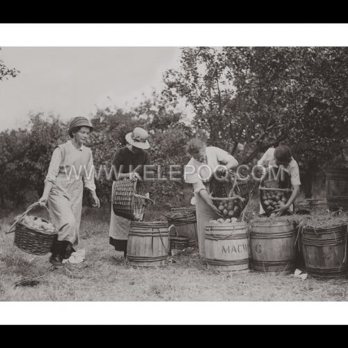 Photo d'époque métiers n°21 - récolte pommes - Cambridgshire - photographe Victor Forbin