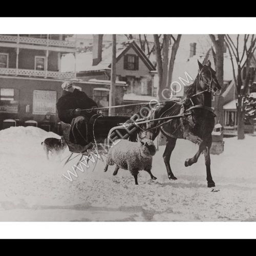 Photo d'époqe Equitation n°45 - amitié mouton et cheval - Whitefield, Etats-Unis