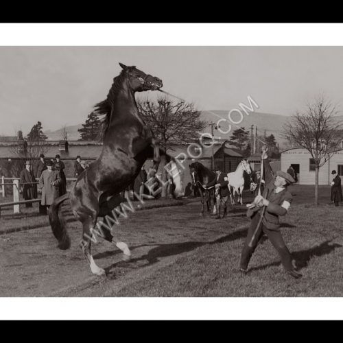 Photo d'époqe Equitation n°38 - étalon - photographe Victor Forbin