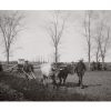 Photo d'époque Campagne n°18 - traction bovine - travail des champs