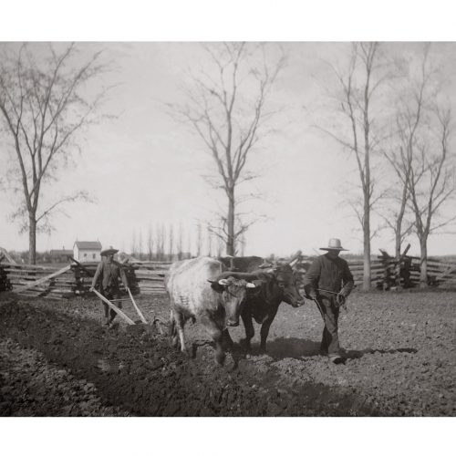 Photo d'époque Campagne n°18 - traction bovine - travail des champs