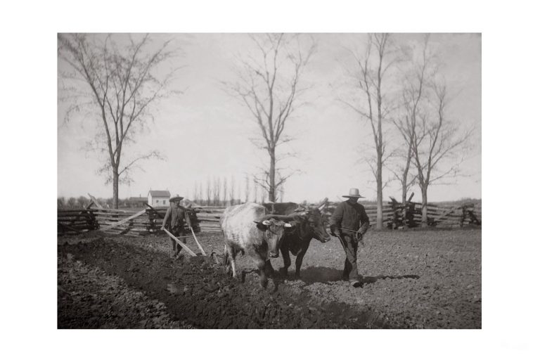 Photo d'époque Campagne n°18 - traction bovine - travail des champs