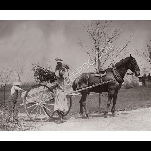 Photo d'époque campagne n°17 - ramassage du bois en charrette à cheval - Photographe Victor Forbin