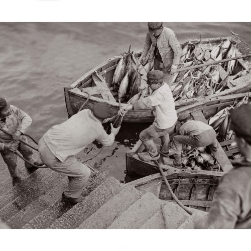 Photo d'époque Pêche n°79 - débarquement du thon