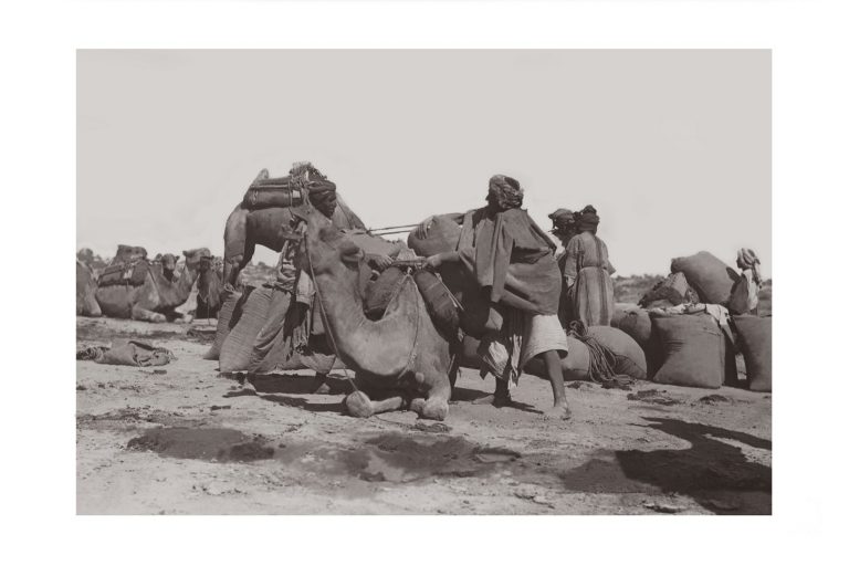Photo d'époque invitation au voyage n°07 - chameaux