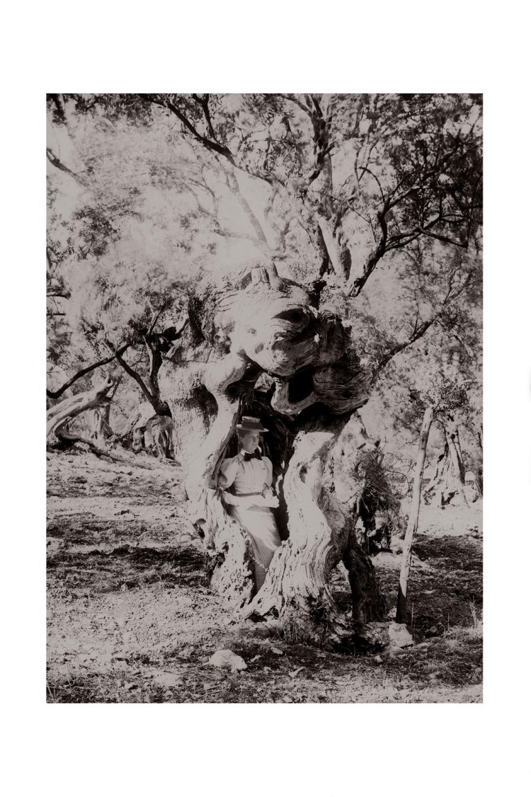 Photo d'époque Campagne n°22 - cache-cache dans le tronc d'un chêne