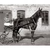 Photo d'époque Equitation n°56 - Artezia Jument baie née en 1890 gagnante du prix d'Amérique à Nice