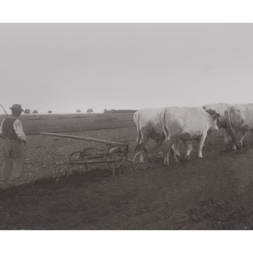 Photo d'époque Campagne n°28 - traction bovine - travail des champs