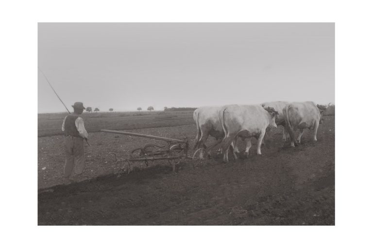 Photo d'époque Campagne n°28 - traction bovine - travail des champs