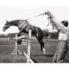 Photo d'époque Equitation n°67 - entraînement au saut d'obstacle