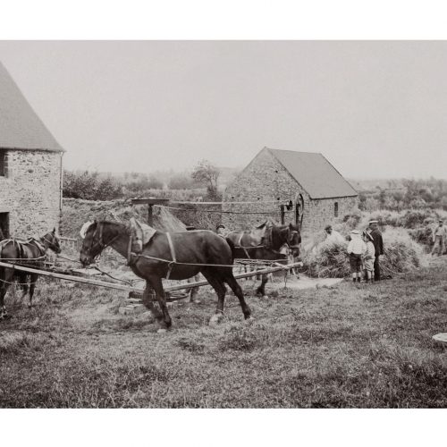 Photo d'époque Campagne n°30 - Batteuse mécanique à la ferme