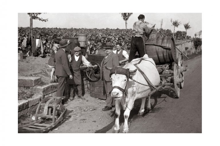 Photo d'époque Métiers n°51 - Vignerons