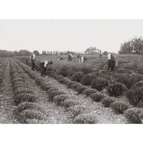 Photo d'époque campagne n°33 - champ de lavande