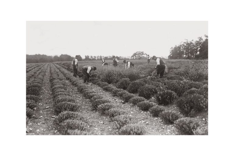 Photo d'époque campagne n°33 - champ de lavande